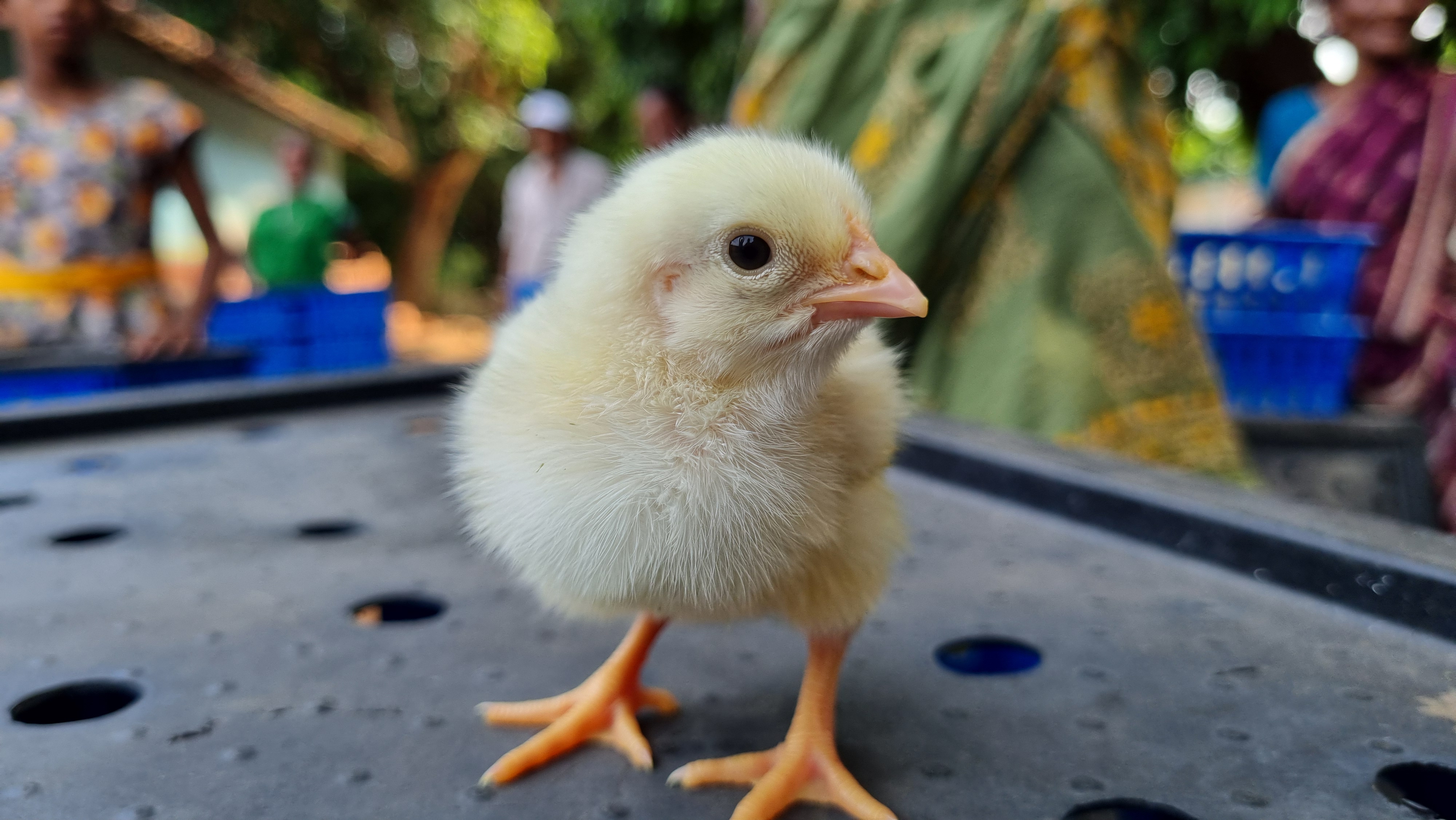 Poultry Farming Support